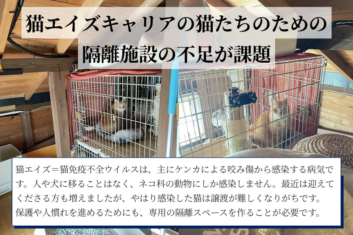 猫エイズキャリアの猫たちのための隔離施設の不足が課題