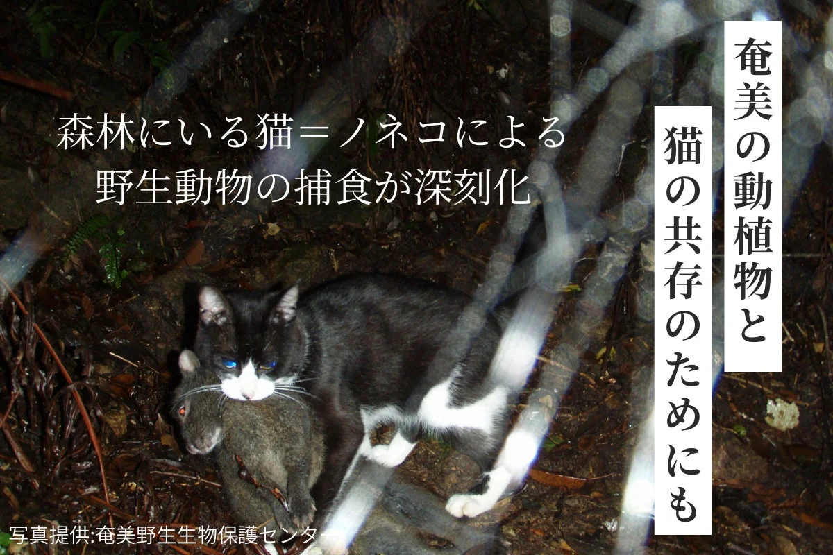 森林にいる猫 = ノネコによる野生動物の捕食が深刻化