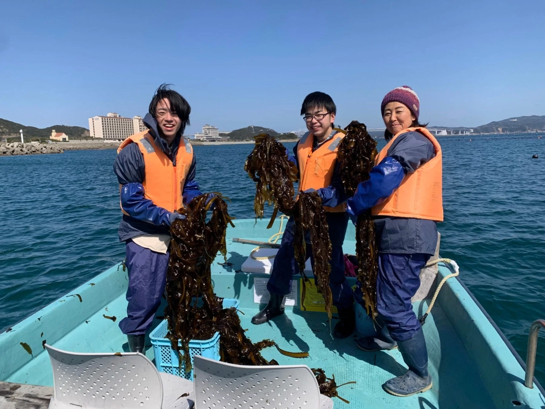 わかめ収穫体験