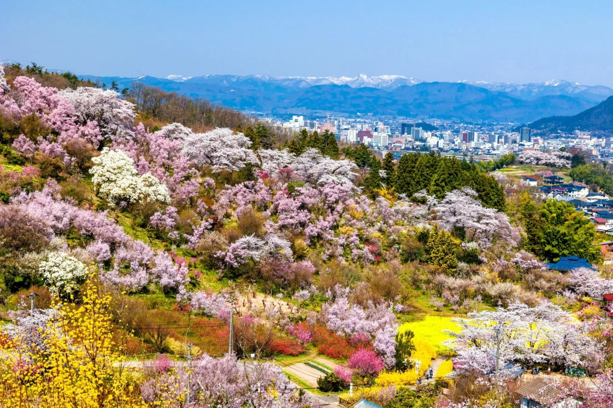 花見山公園の風景