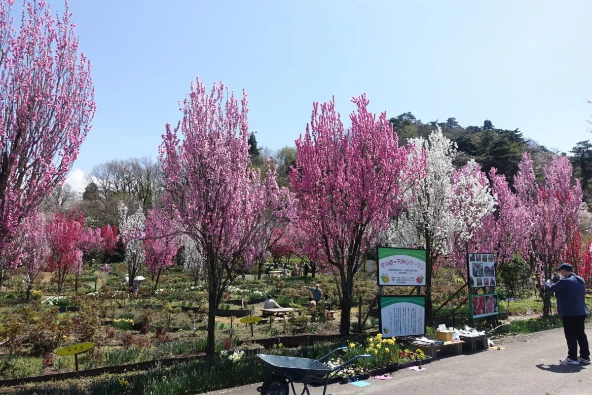 花の森・天神山ガーデンの桜