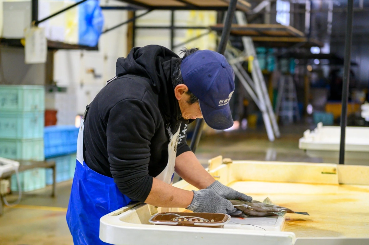 魚を処理する作業員