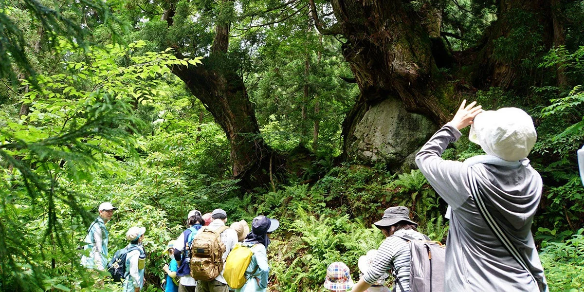 森の中のハイキング