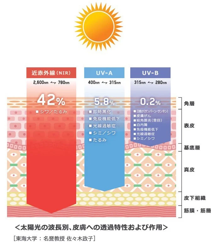 太陽光の波長別、皮膚への透過特性および作用図